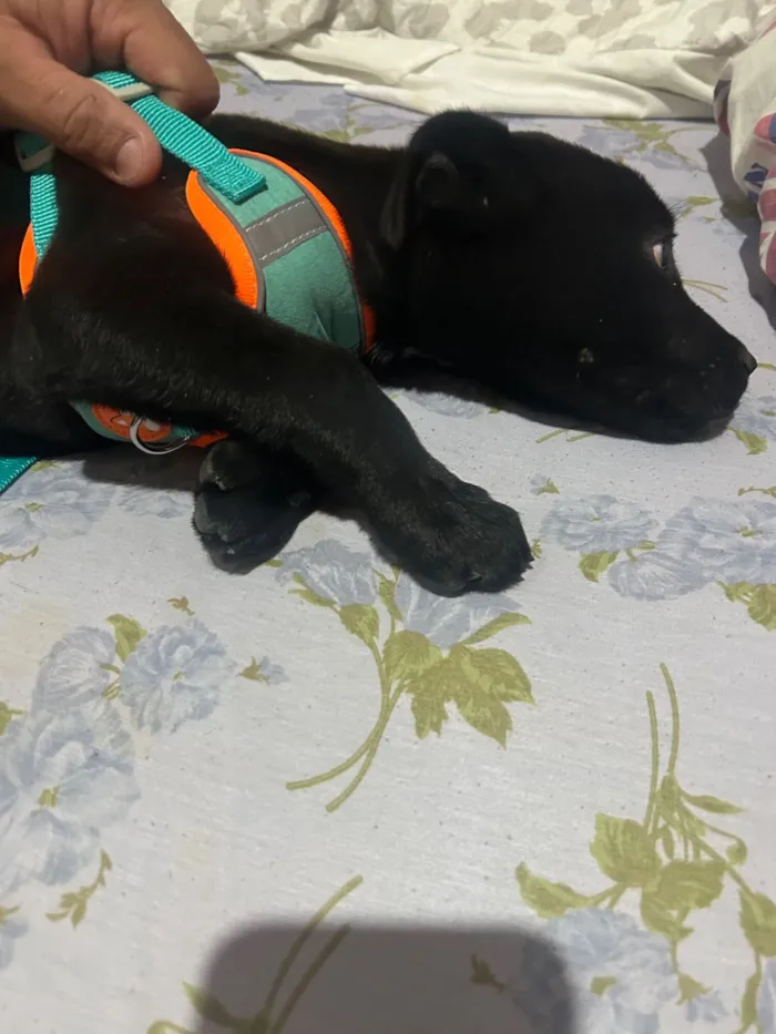 Cachorro raça Labrador idade 2 a 6 meses nome Panter 