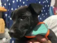 Cachorro raça Labrador idade 2 a 6 meses nome Panter 