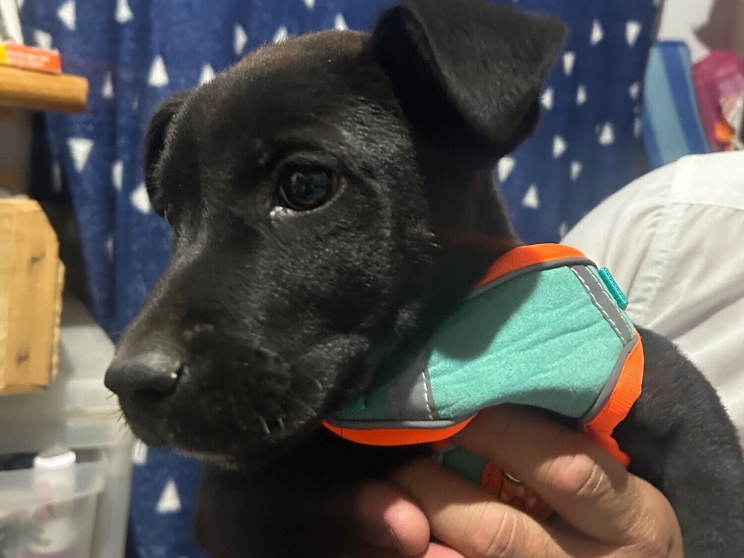 Cachorro raça Labrador idade 2 a 6 meses nome Panter 