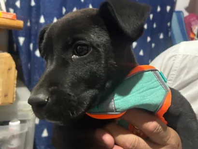 Cachorro raça Labrador idade 2 a 6 meses nome Panter 