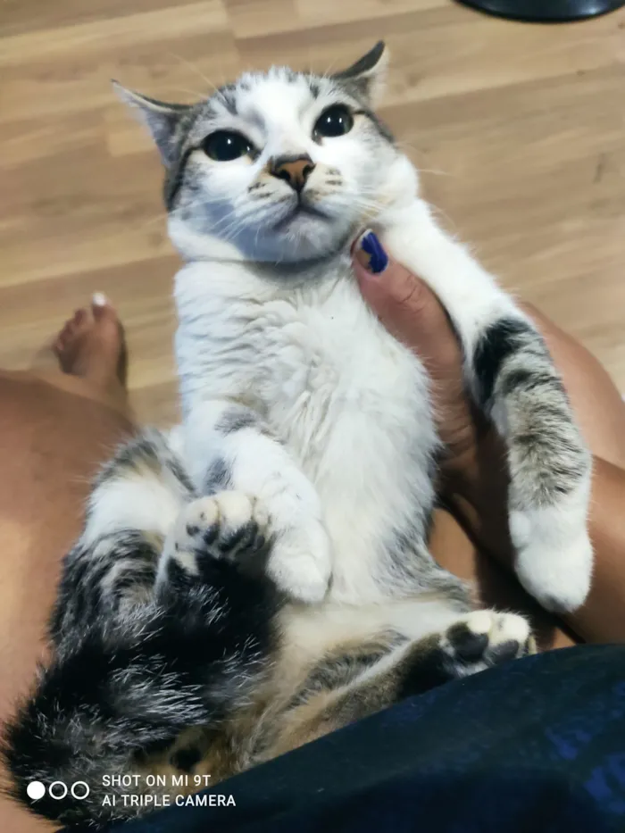 Gato raça SRD-ViraLata idade 2 a 6 meses nome Mandy