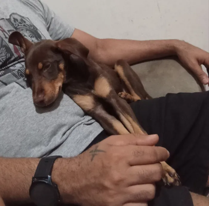 Cachorro raça SRD-ViraLata idade 7 a 11 meses nome Spayke 
