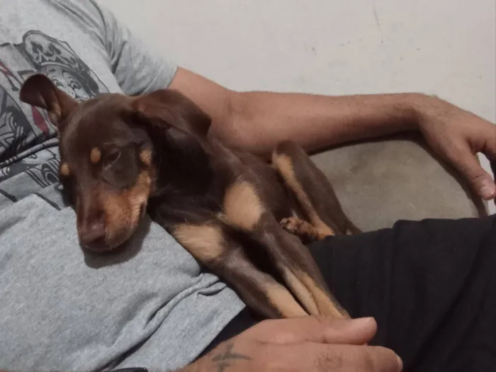 Cachorro raça SRD-ViraLata idade 7 a 11 meses nome Spayke 