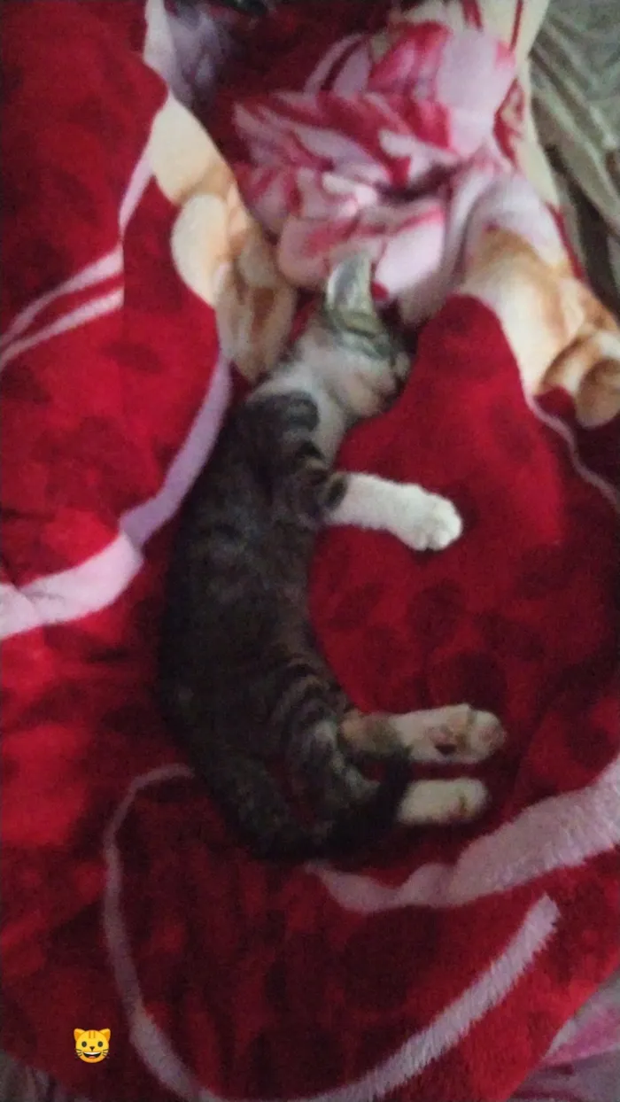 Gato raça SRD-ViraLata idade 1 ano nome Beto