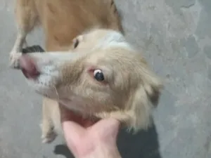 Cachorro raça SRD-ViraLata idade 2 anos nome Menina 