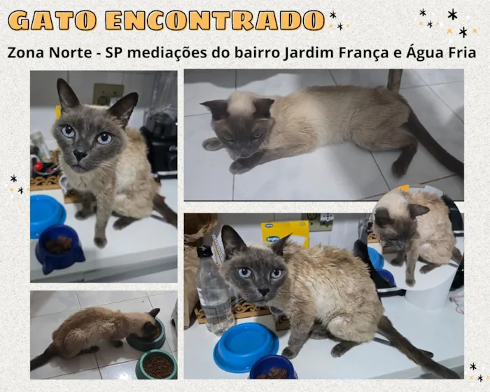 Gato raça Siamês idade 3 anos nome Cappucino (colocamos este nome no dia que o encontramos)