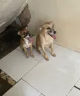 Cachorro raça SRD-ViraLata idade 7 a 11 meses nome Princesa e Mel 