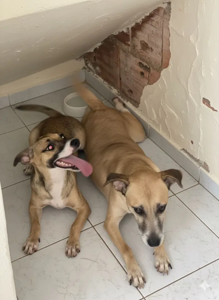 Cachorro raça SRD-ViraLata idade 7 a 11 meses nome Princesa e Mel 