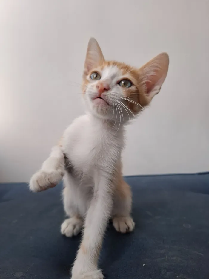 Gato raça SRD-ViraLata idade 2 a 6 meses nome Leo