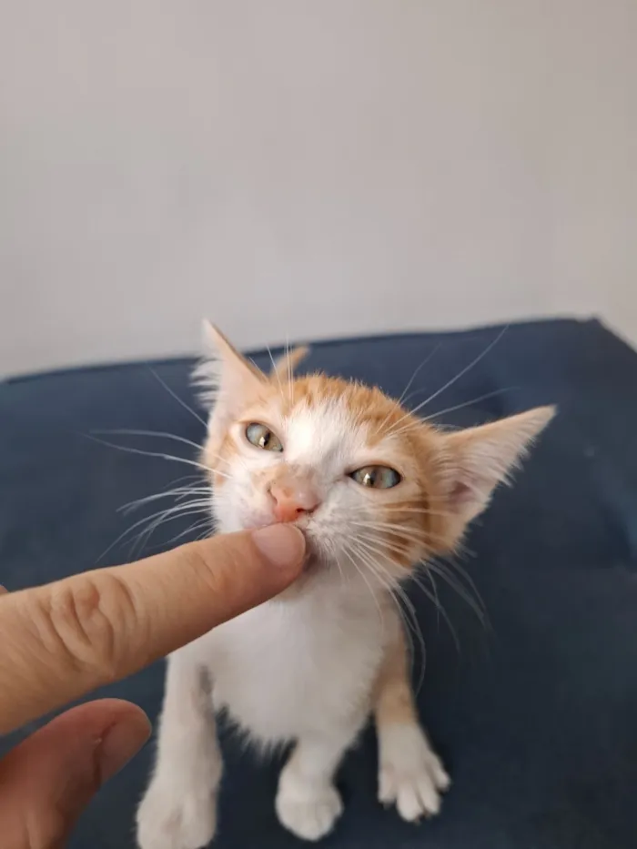 Gato raça SRD-ViraLata idade 2 a 6 meses nome Leo