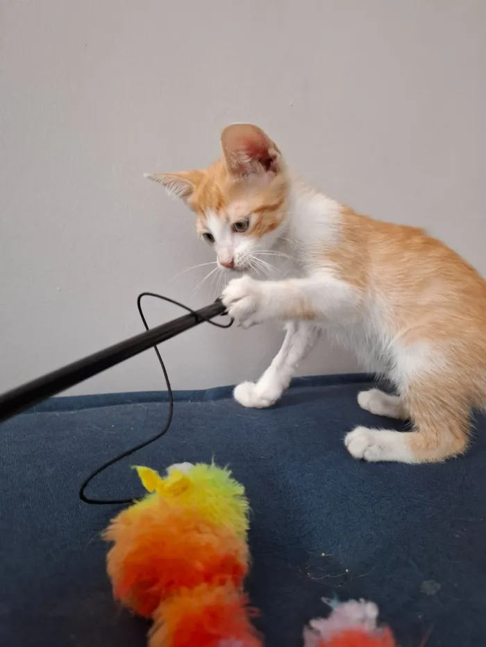 Gato raça SRD-ViraLata idade 2 a 6 meses nome Leo