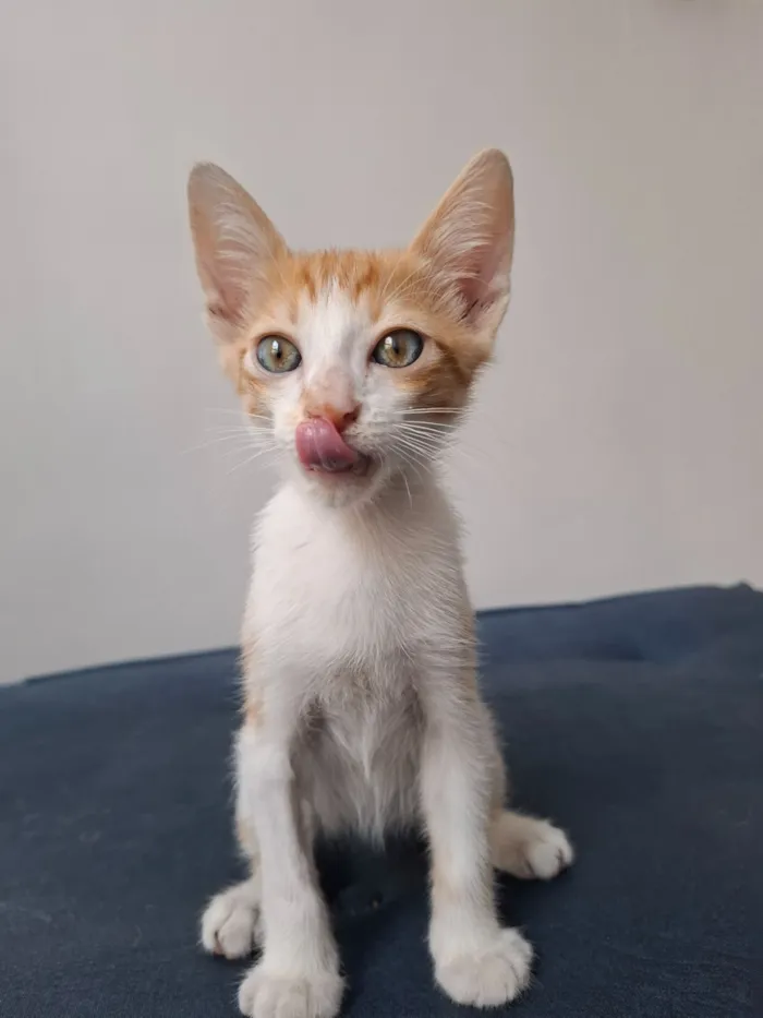 Gato raça SRD-ViraLata idade 2 a 6 meses nome Leo