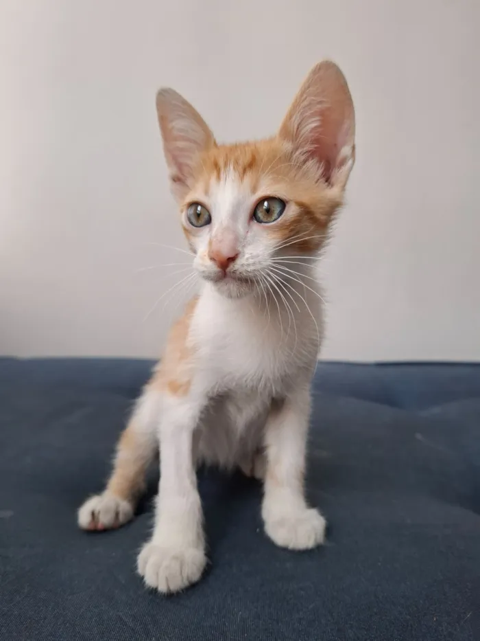 Gato raça SRD-ViraLata idade 2 a 6 meses nome Leo