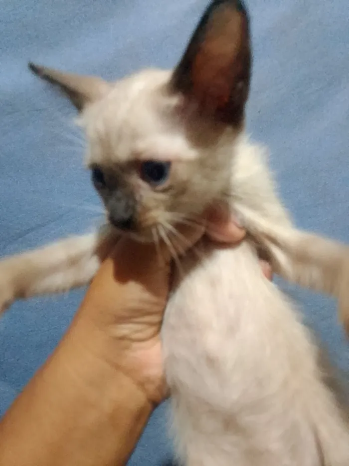 Gato raça Siamês idade 2 a 6 meses nome Sem nome