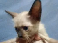 Gato raça Siamês idade 2 a 6 meses nome Sem nome