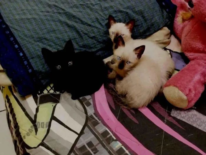 Gato raça Siamês e preto inteiro  idade 2 a 6 meses nome Simba, Milady e Chanel 