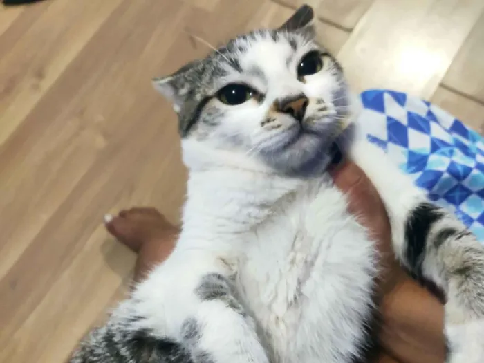 Gato raça SRD-ViraLata idade 2 a 6 meses nome Mandy