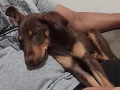 Cachorro raça SRD-ViraLata idade 7 a 11 meses nome Spayke 