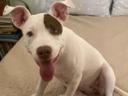 Cachorro raça Pit-Bull idade 2 a 6 meses nome Jade