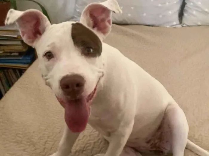 Cachorro raça Pit-Bull idade 2 a 6 meses nome Jade