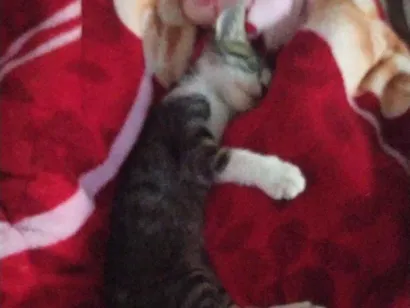 Gato raça SRD-ViraLata idade 1 ano nome Beto