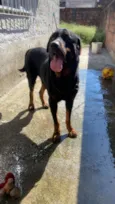 Cachorro raça Rottweiler idade 6 ou mais anos nome Apollo 