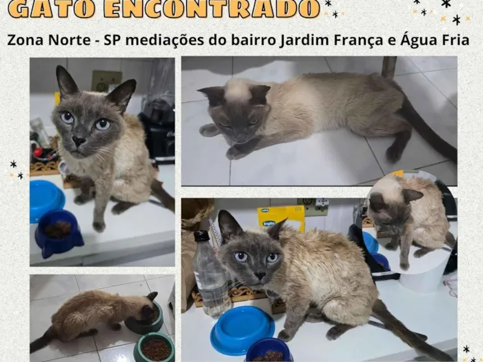 Gato raça Siamês idade 3 anos nome Cappucino (colocamos este nome no dia que o encontramos)