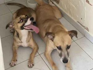 Cachorro raça SRD-ViraLata idade 7 a 11 meses nome Princesa e Mel 