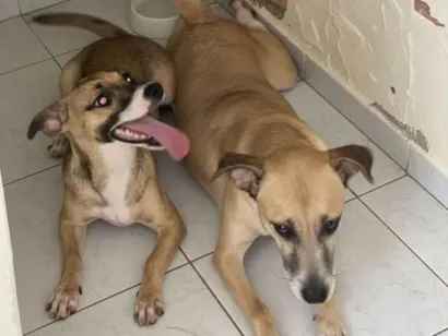 Cachorro raça SRD-ViraLata idade 7 a 11 meses nome Princesa e Mel 