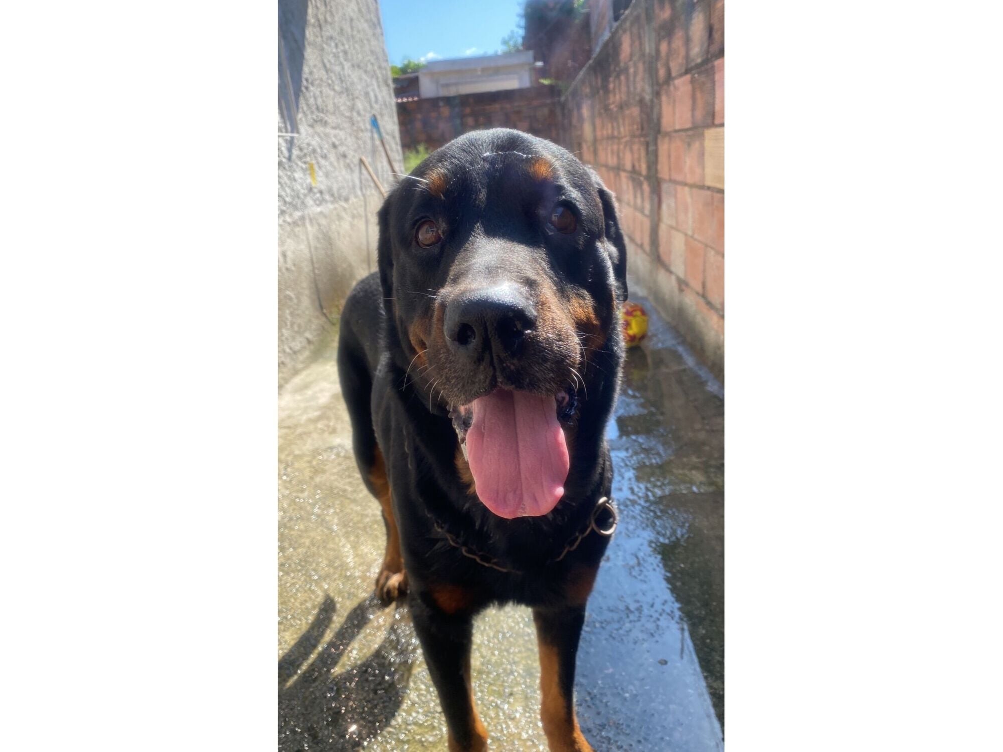 Cachorro raça Rottweiler idade 6 ou mais anos nome Apollo 