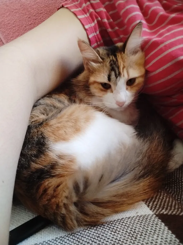 Gato raça SRD-ViraLata idade 3 anos nome Merida