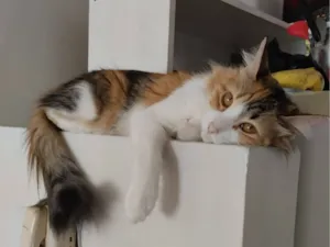 Gato raça SRD-ViraLata idade 3 anos nome Merida