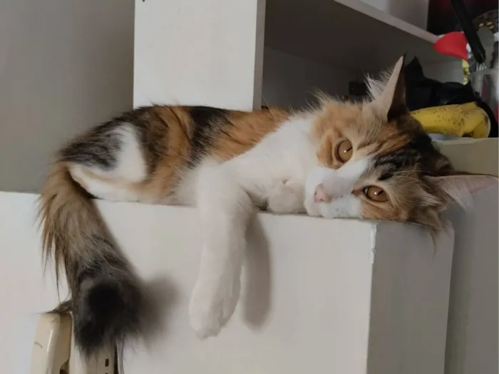 Gato raça SRD-ViraLata idade 3 anos nome Merida