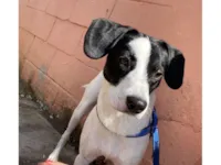 Cachorro raça SRD-ViraLata idade 1 ano nome Rabito