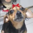 Cachorro raça Pinscher idade 1 ano nome Sol 