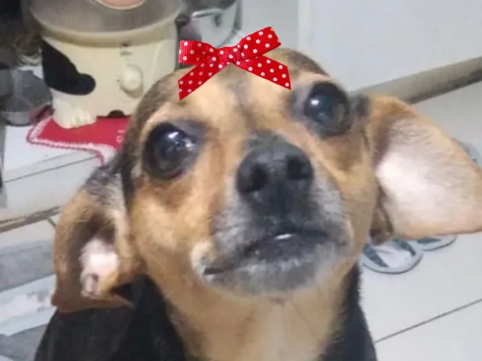 Cachorro raça Pinscher idade 1 ano nome Sol 
