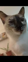 Gato raça Siamês idade 1 ano nome Filó 