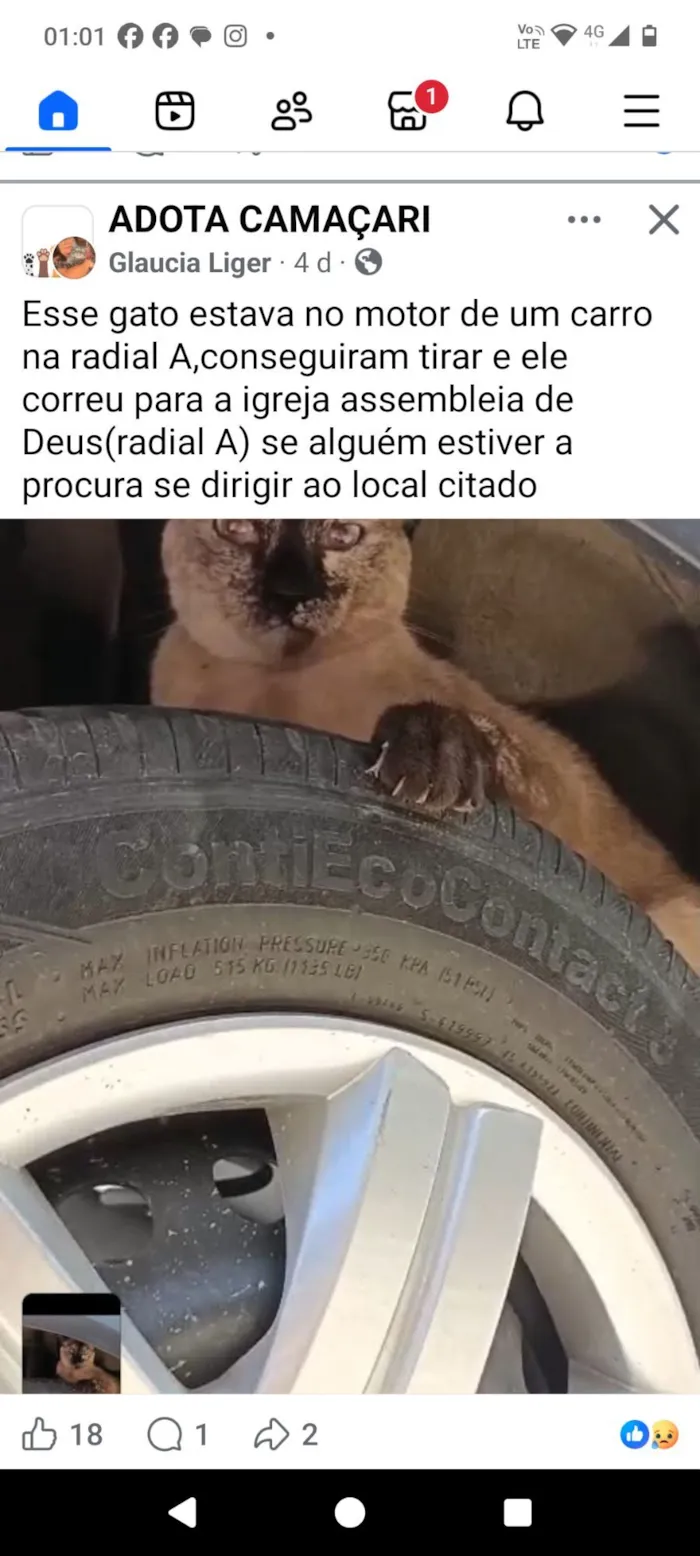 Gato raça Siamês idade 1 ano nome Filó 