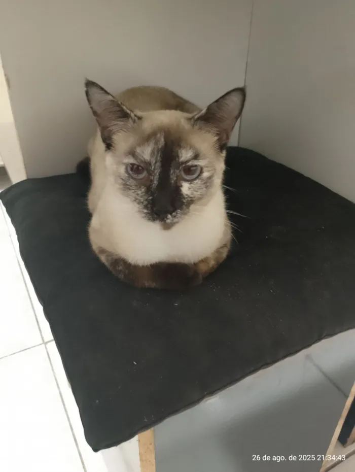 Gato raça Siamês idade 1 ano nome Filó 