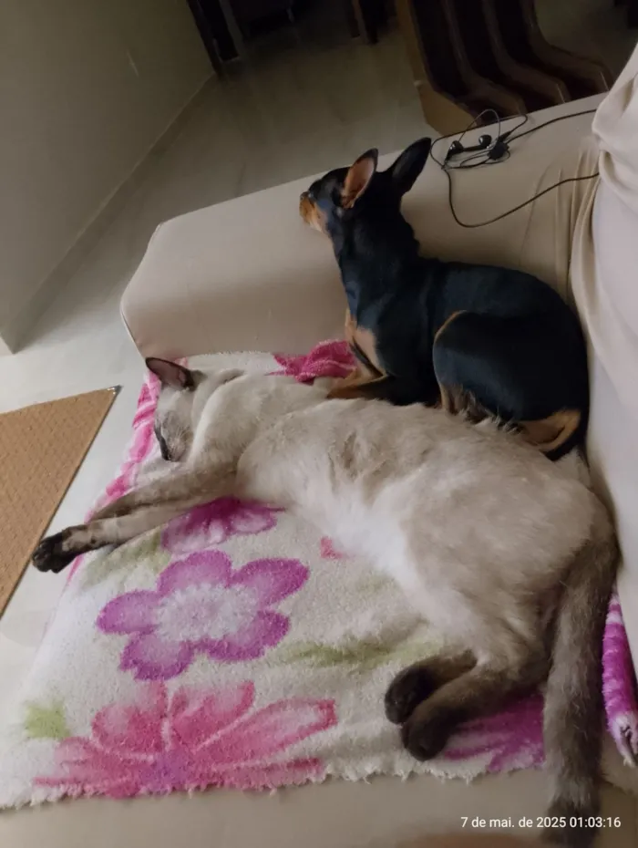 Gato raça Siamês idade 1 ano nome Filó 