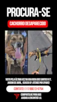 Cachorro raça SRD-ViraLata idade 6 ou mais anos nome Spaike