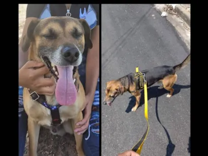 Cachorro raça SRD-ViraLata idade 6 ou mais anos nome Spaike