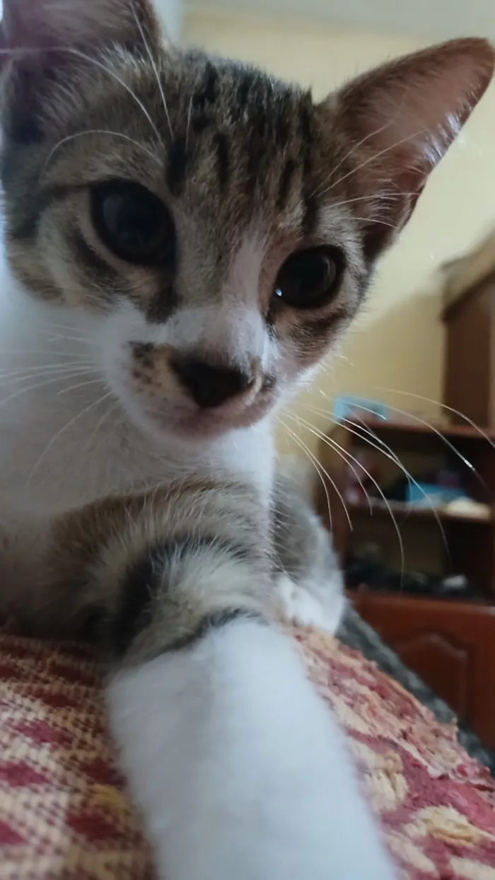 Gato raça SRD-ViraLata idade 2 a 6 meses nome Sem nome