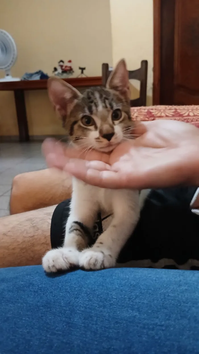 Gato raça SRD-ViraLata idade 2 a 6 meses nome Sem nome