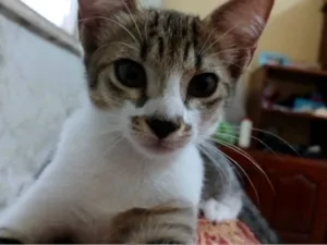 Gato raça SRD-ViraLata idade 2 a 6 meses nome Sem nome