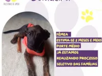 Cachorro raça SRD-ViraLata idade 2 a 6 meses nome Boiadeira 