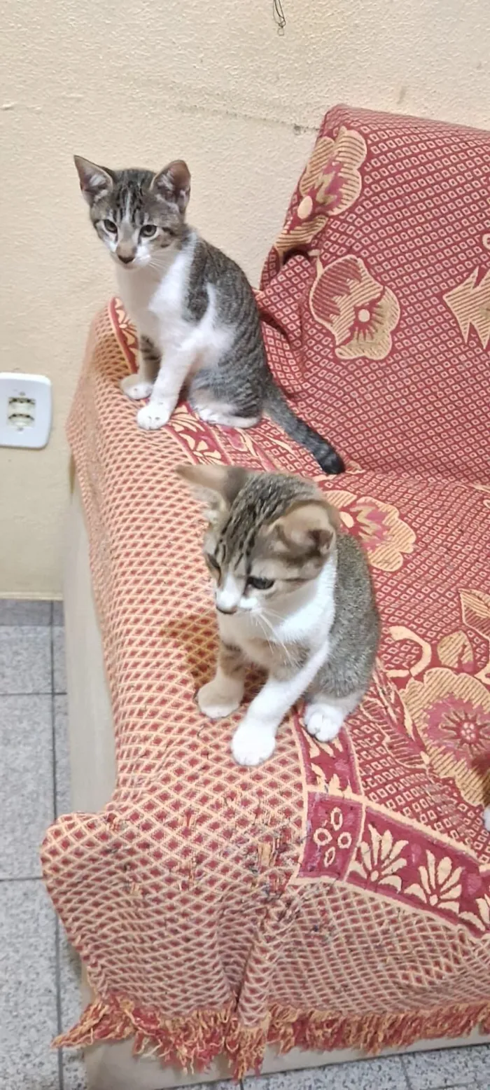 Gato raça SRD-ViraLata idade 2 a 6 meses nome Sem nome