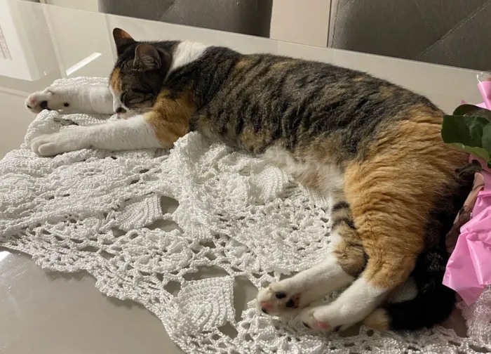 Gato raça SRD-ViraLata idade 1 ano nome Lua