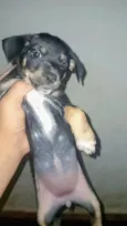 Cachorro raça SRD-ViraLata idade 2 a 6 meses nome Pipoca, zara e luna