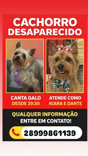 Cachorro raça Yorkshire idade 6 ou mais anos nome KIARA E DANTE 